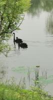 艺术家马一祥日记:午后享休闲，滨河遛一圈；石桥路转处，天鹅正湖边。《偶遇》于昨【图0】
