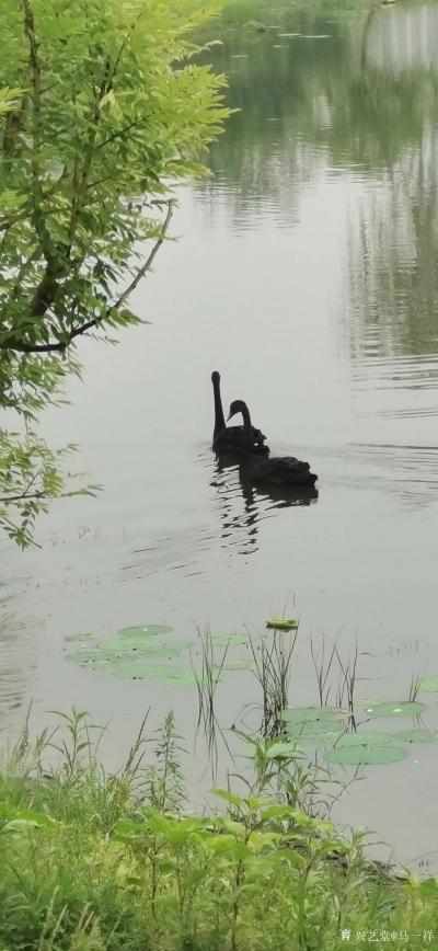 马一祥日记-午后享休闲，滨河遛一圈；石桥路转处，天鹅正湖边。《偶遇》于昨天午饭后和媳妇去滨河【图2】