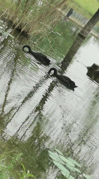 马一祥日记-午后享休闲，滨河遛一圈；石桥路转处，天鹅正湖边。《偶遇》于昨天午饭后和媳妇去滨河【图3】