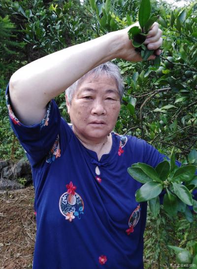 陈祖松生活-家乡山区美，桃李分外香。七旬老人快手摘李忙。【图1】