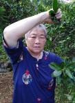 陈祖松生活-家乡山区美，桃李分外香。七旬老人快手摘李忙。【图1】