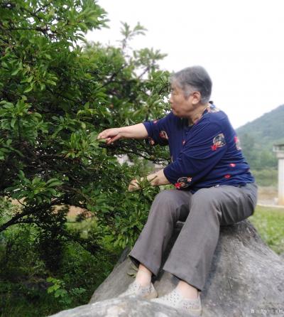 陈祖松生活-家乡山区美，桃李分外香。七旬老人快手摘李忙。【图4】