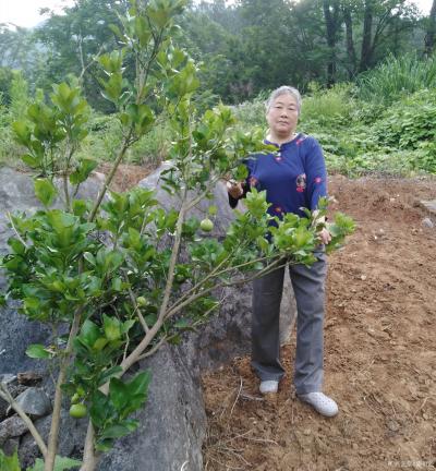 陈祖松生活-家乡山区美，桃李分外香。七旬老人快手摘李忙。【图6】