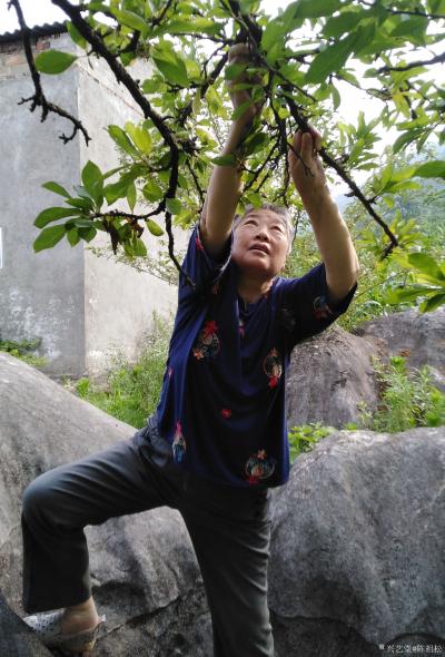 陈祖松生活-家乡山区美，桃李分外香。七旬老人快手摘李忙。【图7】