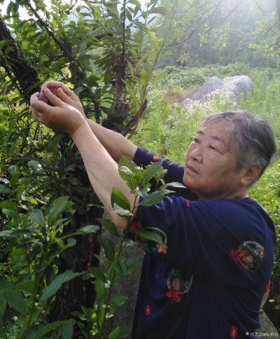 陈祖松生活-家乡山区美，桃李分外香。七旬老人快手摘李忙。【图9】