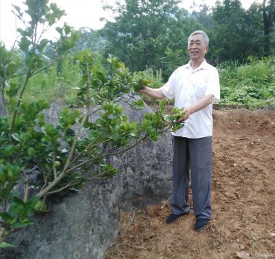 陈祖松生活-家乡山区美，桃李分外香。七旬老人快手摘李忙。【图10】