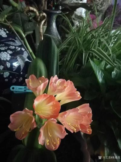 朱德茂日记-书法作品《深谷幽兰》，这两天家中难得一见君子兰盛开。【图2】