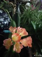 艺术家朱德茂日记:书法作品《深谷幽兰》，这两天家中难得一见君子兰盛开。【图1】