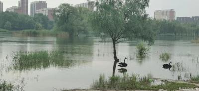 马一祥日记-在雨中，撑伞岸边拍不够，天鹅默契展丰姿。（闲笔，昌平滨河公园）【图1】