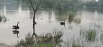 马一祥日志-在雨中，撑伞岸边拍不够，天鹅默契展丰姿。（闲笔，昌平滨河公园【图3】