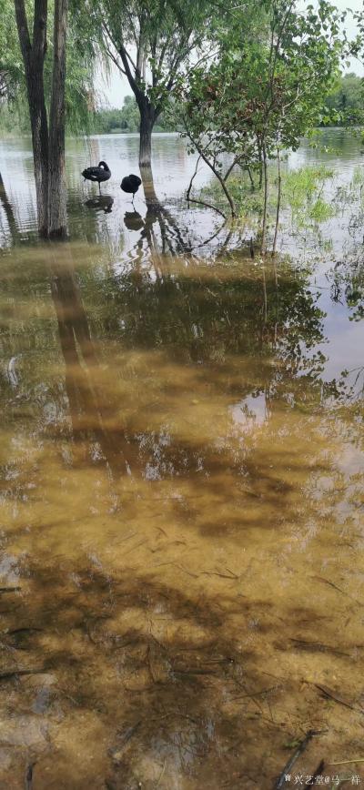 马一祥日记-想起这句诗：疏影横斜水清浅，暗香浮动月黄昏。【图1】