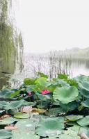 艺术家马一祥日记:烈日炎炎何处凉，高桥倩影浸池塘；柳枝帘动微风起，荷叶扇来一阵【图0】