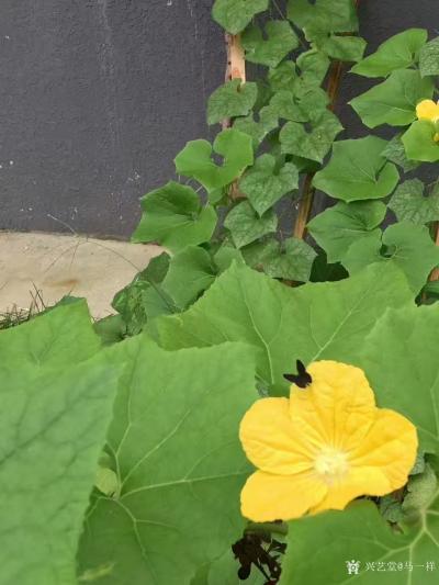 马一祥日记-《早市归来》（今年夏天写的诗）
提菜哼歌往家行，楼前园景令我停；
正拍瓜花蝶【图1】