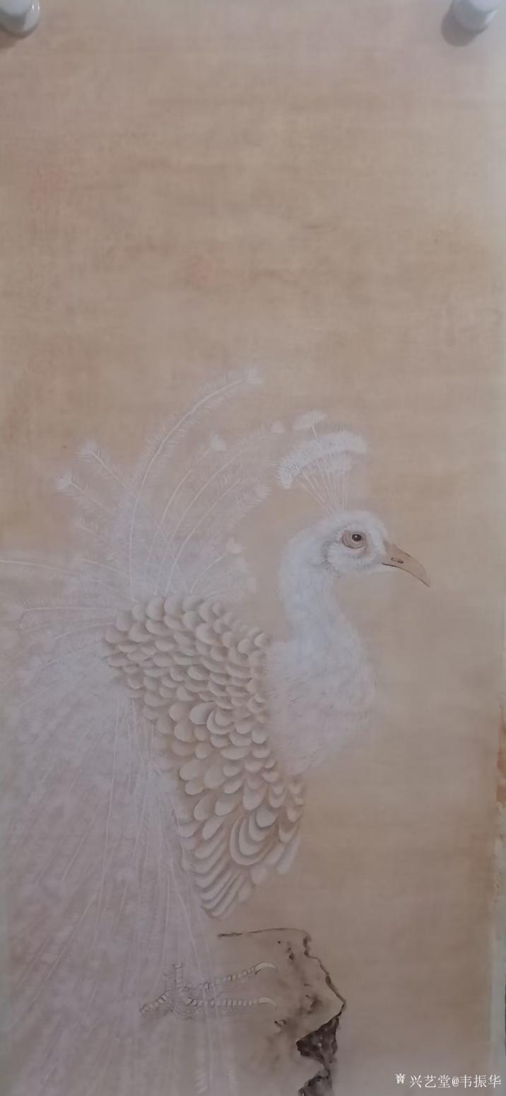 韦振华国画作品《白孔雀》【图0】