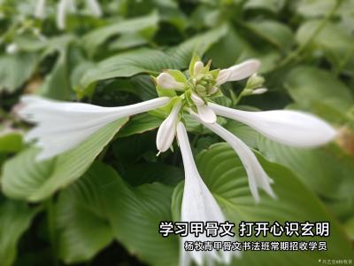 杨牧青日记-莫使金樽空对月，门外说话不骤风，要开一门中华民族本有“经文济世”思想大课，不仅仅【图1】