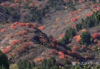 马一祥日记-爬山归来即兴诗一首：《栌叶红》日愈寒来秋愈燃，蟒山脚下步悠闲；兴来欲觅题诗处，折【图1】