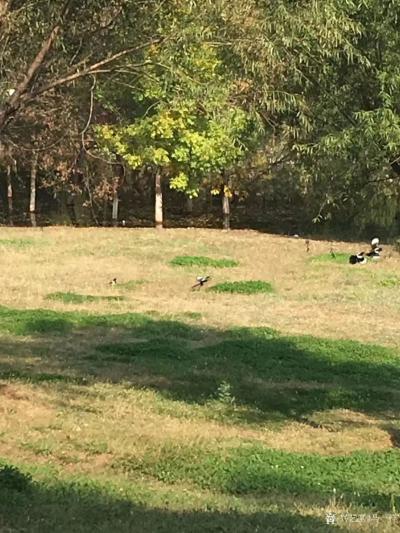 马一祥日记-诗词写生《秋韵》【图1】