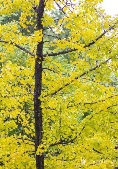 马一祥日记-诗词写生《秋韵》【图2】