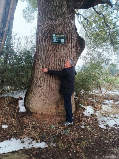 陈祖松生活-古树受保护，拥抱古树乐新春。【图1】