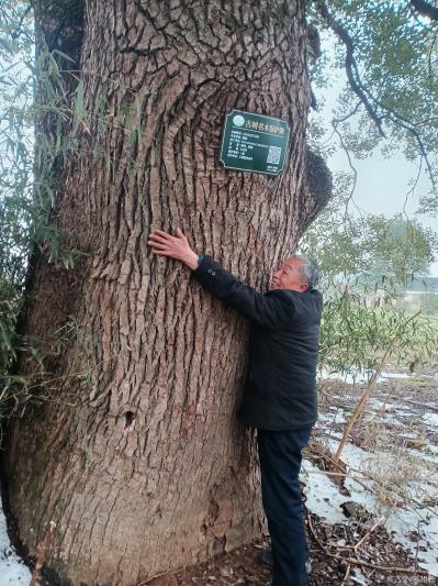 陈祖松生活-古树受保护，拥抱古树乐新春。【图3】