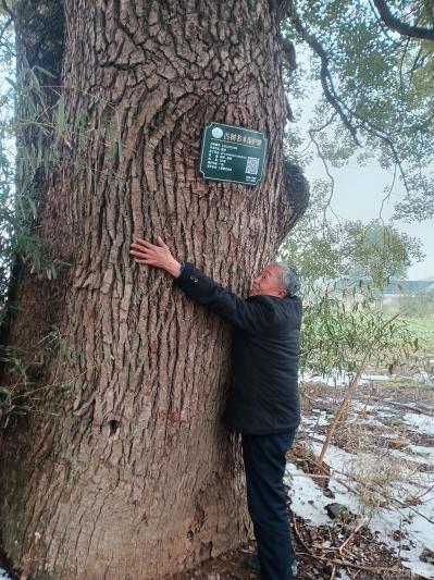陈祖松生活-古树受保护，拥抱古树乐新春。【图4】