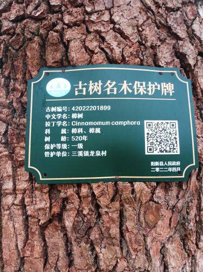 陈祖松生活-古树受保护，拥抱古树乐新春。【图5】