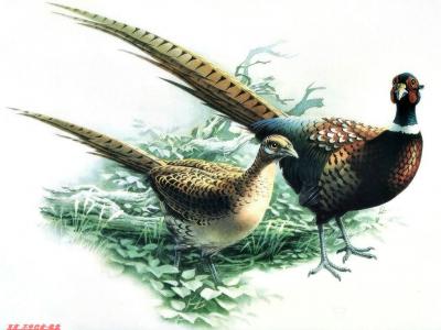 小鱼有好物日记-分享几幅画【图5】