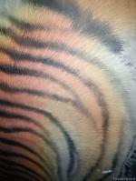 艺术家小鱼有好物日记:猛虎下山图　用墨刻的画，画真的假不了。老虎毛都是一根根硬刺，【图5】