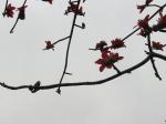 石广生日志-《木棉花》
木棉花又称攀枝花，英雄花。早习练于公园，见木棉【图2】