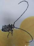 谷风日志-新作动物小品一组《蜻蜓》《蝴蝶》《牵牛》《知了》，与大家分享【图3】