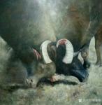杨洪顺日志-油画《牛王争霸》
苗族是一个敬牛、爱牛、崇拜牛的民族，他们【图5】