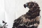 王贵烨日志-我画的鹰就是以写实写意之中，着重刻画天宇霸主为我独尊的王者气【图5】