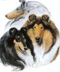 黎群日志-油画宠物肖像画（狗狗）系列作品欣赏，欢迎来图订制。【图3】