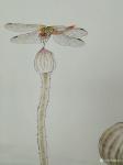 赵志民日志-工笔画蜻蜓：《小荷才露尖尖角，早有蜻蜓立上头。》尺寸（45*【图2】