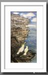 石广生日志-悉尼Watson Bay 写景，画断崖险处玄凤鹦鹉并赋诗补记【图1】