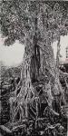 马培童日志-《树抱石石抱树》童心写历（39）；
  自从到了柬埔寨吴哥【图3】