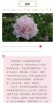 马晓薇日志-花卉写生工笔画牡丹十二品——赵粉，网课示范作品。【图4】