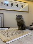 石广生日志-猫大师望着练字手稿端详了半天，默不作声，没有表态。看来是退步【图5】