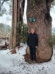 陈祖松生活-今天在家乡与522年古香樟大树拍照留影。【图1】