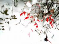 艺术家任清宇生活:拍几张雪景,是不是落上款题上一行字,加几方红印章就变成一幅好【图2】