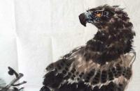 艺术家王贵烨日记:我画的鹰就是以写实写意之中,着重刻画天宇霸主为我独尊的王者气【图0】