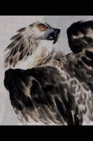 艺术家王贵烨日记:我画的鹰就是以写实写意之中,着重刻画天宇霸主为我独尊的王者气【图5】