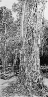 艺术家马培童日记:带你走进柬埔寨，我画吴哥窟的大榕树，生命力极强，都生长在石窟【图4】