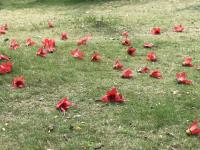 艺术家石广生日记:《木棉花》
木棉花又称攀枝花,英雄花。早习练于公园,见木棉【图2】