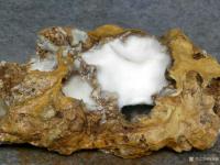 艺术家杨增超收藏:白灵玉石的魅力!特喜欢。黄壳白灵玉石,已绝迹的石种,难得一见【图1】