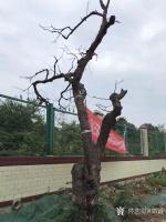 艺术家郑诚日记:枯树写生作品欣赏。
人生坦坦荡荡清清白白,做事踏踏实实勤勤【图0】