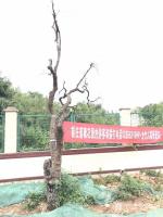 艺术家郑诚日记:枯树写生作品欣赏。
人生坦坦荡荡清清白白,做事踏踏实实勤勤【图2】