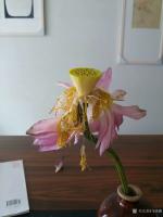 艺术家马晓薇日记:莲花静物写生画两幅,凋零的美,请欣赏【图0】