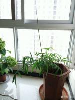 艺术家马晓薇日记:《新篁图》,静物写生作品,对比实物,韵在哪里【图4】