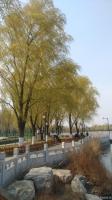 艺术家杨牧青日记:杨牧青:庚子京城莲花池杨柳拂堤随感;
己庚之疫在东胜神州大【图2】